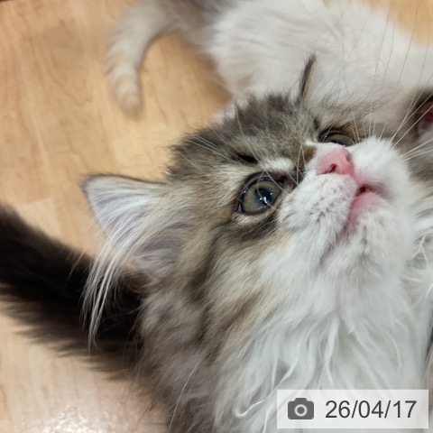 愛知県のミヌエット (ペットプラス 名古屋茶屋店/2026年1月22日生まれ/女の子/ブラウンタビーホワイト)の子猫の3枚目の画像