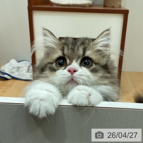 愛知県のミヌエット (ペットプラス 名古屋茶屋店/2026年1月22日生まれ/女の子/ブラウンタビーホワイト)の子猫の3枚目の画像