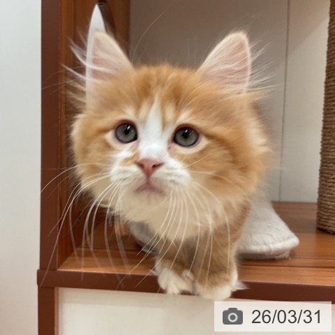 愛知県のマンチカン (ペットプラス 名古屋茶屋店/2026年1月23日生まれ/男の子/レッドタビーホワイト)の子猫の4枚目の画像