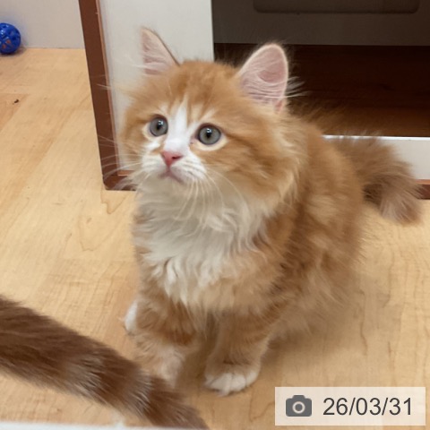 愛知県のマンチカン (ペットプラス 名古屋茶屋店/2026年1月23日生まれ/男の子/レッドタビーホワイト)の子猫の3枚目の画像