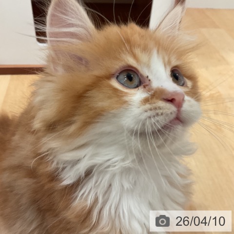 愛知県のマンチカン (ペットプラス 名古屋茶屋店/2026年1月23日生まれ/男の子/レッドタビーホワイト)の子猫の3枚目の画像