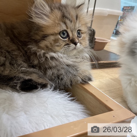 ミヌエットの写真