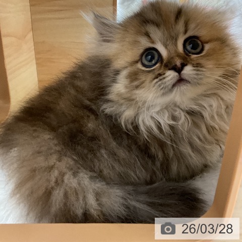 ミヌエットの写真