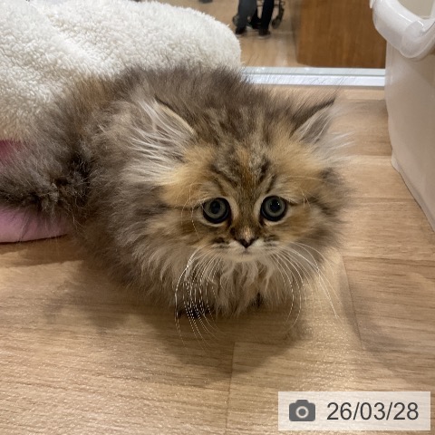 ミヌエットの写真