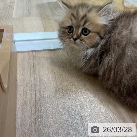 ミヌエットの写真