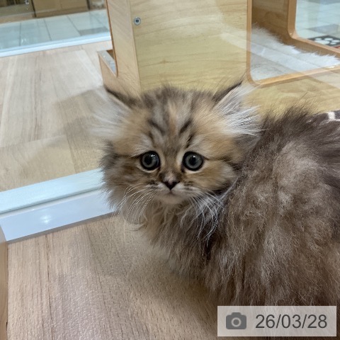 ミヌエットの写真