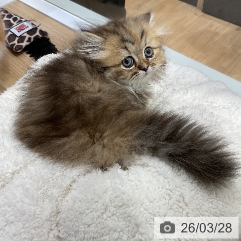 ミヌエットの写真