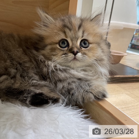 ミヌエットの写真