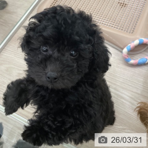 トイ・プードルの写真