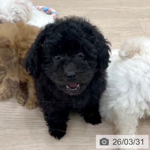 トイ・プードルの写真