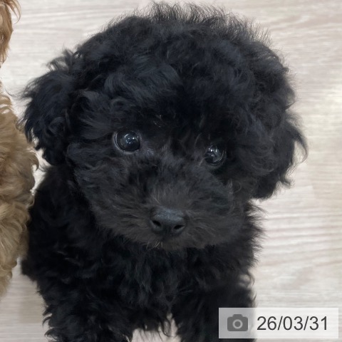 トイ・プードルの写真