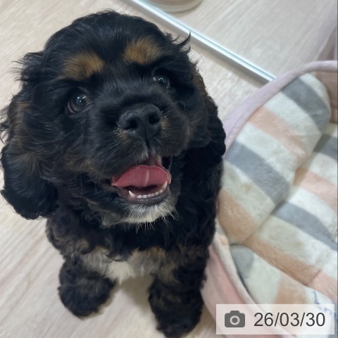 富山県のアメリカンコッカースパニエル (ペットプラス 高岡店/2026年1月25日生まれ/男の子/ブラックタン)の子犬の3枚目の画像