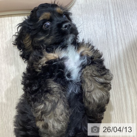 富山県のアメリカンコッカースパニエル (ペットプラス 高岡店/2026年1月25日生まれ/男の子/ブラックタン)の子犬の4枚目の画像