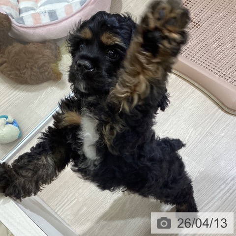 富山県のアメリカンコッカースパニエル (ペットプラス 高岡店/2026年1月25日生まれ/男の子/ブラックタン)の子犬の3枚目の画像