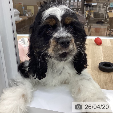 愛知県のアメリカンコッカースパニエル (ペットプラス 千音寺店/2026年1月25日生まれ/男の子/ホワイトブラックタン)の子犬の4枚目の画像