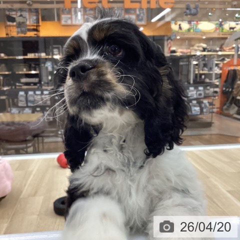 愛知県のアメリカンコッカースパニエル (ペットプラス 千音寺店/2026年1月25日生まれ/男の子/ホワイトブラックタン)の子犬の3枚目の画像