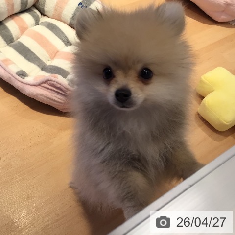 三重県のポメラニアン (ペットプラス 東員店/2026年1月25日生まれ/男の子/クリームセーブル)の子犬の3枚目の画像