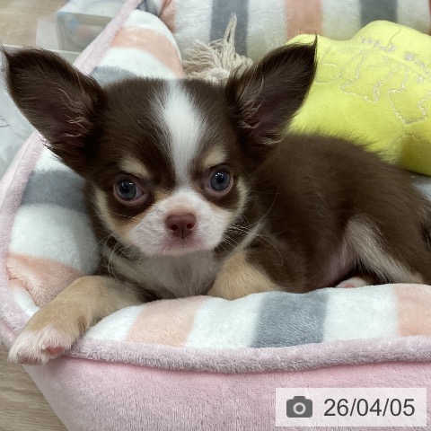 石川県のチワワ(ロング) (ペットプラス 白山店/2026年1月25日生まれ/男の子/チョコレートタンホワイト)の子犬の3枚目の画像