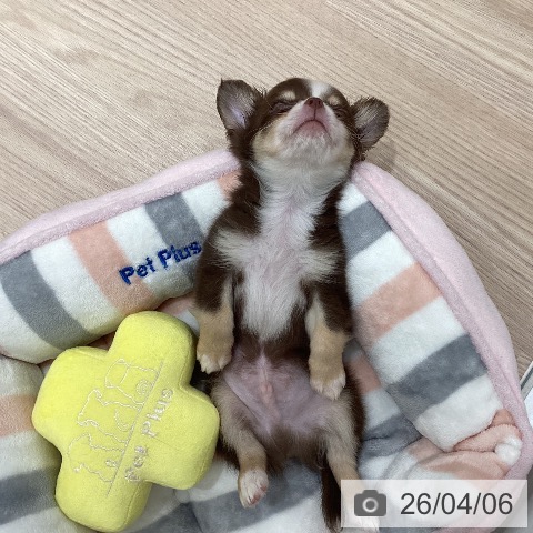 石川県のチワワ(ロング) (ペットプラス 白山店/2026年1月25日生まれ/男の子/チョコレートタンホワイト)の子犬の3枚目の画像