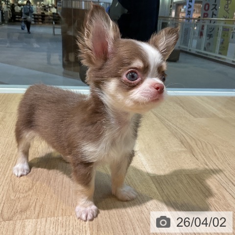 愛知県のチワワ(ロング) (ペットプラス 岡崎店/2026年1月25日生まれ/男の子/チョコレートタンホワイト)の子犬の4枚目の画像