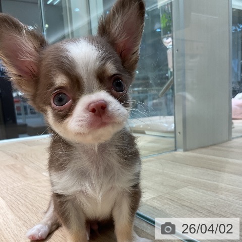 愛知県のチワワ(ロング) (ペットプラス 岡崎店/2026年1月25日生まれ/男の子/チョコレートタンホワイト)の子犬の3枚目の画像