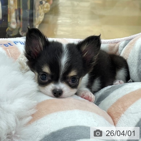 愛知県のチワワ(ロング) (ペットプラス 豊田店/2026年1月25日生まれ/女の子/ブラックタンホワイト)の子犬の4枚目の画像