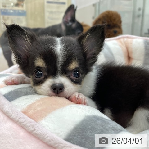 愛知県のチワワ(ロング) (ペットプラス 豊田店/2026年1月25日生まれ/女の子/ブラックタンホワイト)の子犬の3枚目の画像