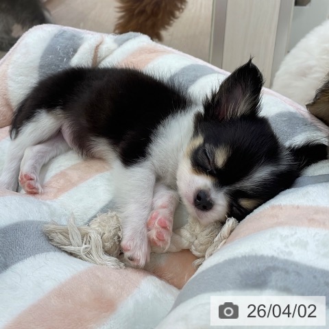 愛知県のチワワ(ロング) (ペットプラス 豊田店/2026年1月25日生まれ/女の子/ブラックタンホワイト)の子犬の4枚目の画像