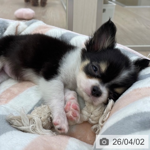 愛知県のチワワ(ロング) (ペットプラス 豊田店/2026年1月25日生まれ/女の子/ブラックタンホワイト)の子犬の3枚目の画像