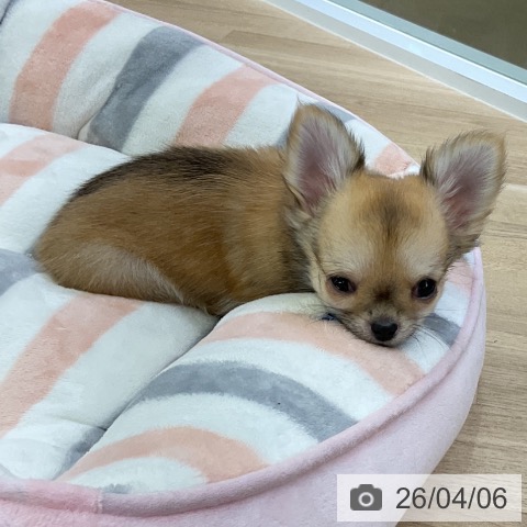 愛知県のチワワ(ロング) (ペットプラス mozoワンダーシティ店/2026年1月19日生まれ/女の子/レッドホワイト)の子犬の3枚目の画像