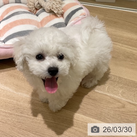 愛知県のビションフリーゼ (ペットプラス イオンモール豊川店/2026年1月24日生まれ/男の子/ホワイト)の子犬の3枚目の画像