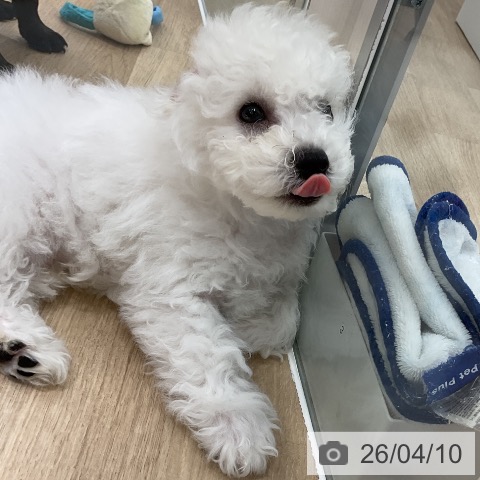 愛知県のビションフリーゼ (ペットプラス 豊橋牧野店/2026年1月24日生まれ/男の子/ホワイト)の子犬の3枚目の画像