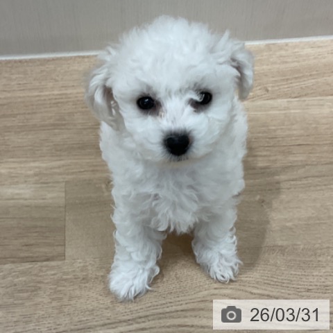 愛知県のビションフリーゼ (ペットプラス 東浦店/2026年1月24日生まれ/女の子/ホワイト)の子犬の3枚目の画像