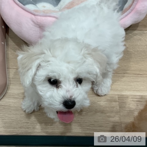 愛知県のビションフリーゼ (ペットプラス みなと店/2026年1月24日生まれ/女の子/ホワイト)の子犬の4枚目の画像