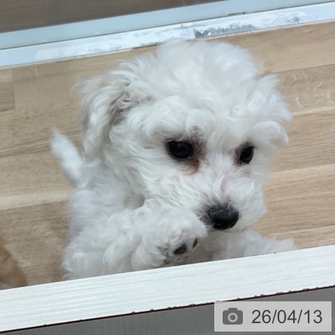 愛知県のビションフリーゼ (ペットプラス みなと店/2026年1月24日生まれ/女の子/ホワイト)の子犬の3枚目の画像