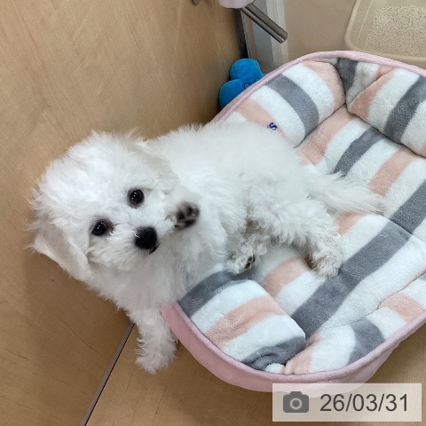 愛知県のビションフリーゼ (ペットプラス 千種店/2026年1月24日生まれ/女の子/ホワイト)の子犬の4枚目の画像