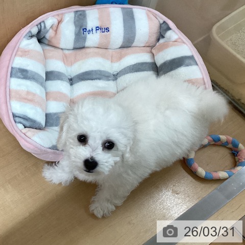 愛知県のビションフリーゼ (ペットプラス 千種店/2026年1月24日生まれ/女の子/ホワイト)の子犬の3枚目の画像