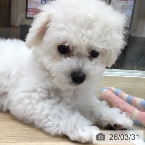 ビション・フリーゼの写真