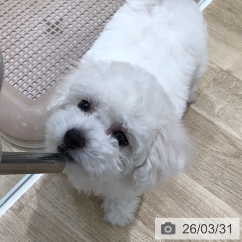 ビション・フリーゼの写真