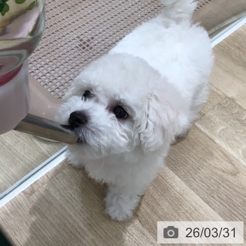 ビション・フリーゼの写真