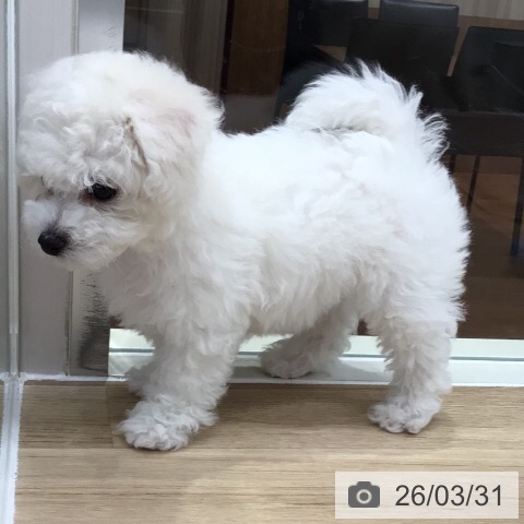 ビション・フリーゼの写真