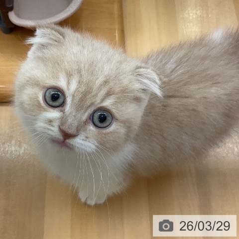 愛知県のスコティッシュフォールド (ペットプラス 豊田店/2026年1月23日生まれ/男の子/クリームタビーホワイト)の子猫の3枚目の画像