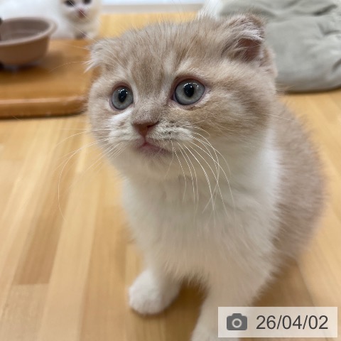 愛知県のスコティッシュフォールド (ペットプラス 豊田店/2026年1月23日生まれ/男の子/クリームタビーホワイト)の子猫の3枚目の画像