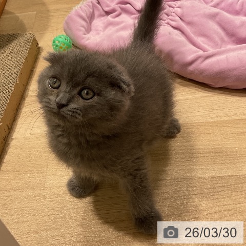 三重県のスコティッシュフォールド (ペットプラス 鈴鹿店/2026年1月25日生まれ/男の子/ブルー)の子猫の4枚目の画像