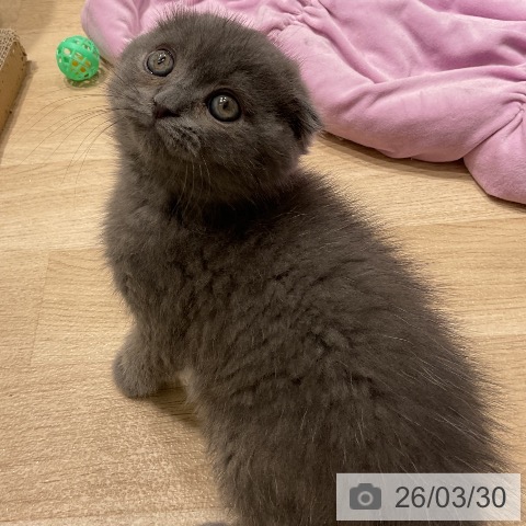 三重県のスコティッシュフォールド (ペットプラス 鈴鹿店/2026年1月25日生まれ/男の子/ブルー)の子猫の3枚目の画像