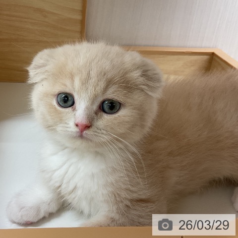 愛知県のスコティッシュフォールド (ペットプラス 岡崎店/2026年1月26日生まれ/女の子/クリームタビーホワイト)の子猫の3枚目の画像