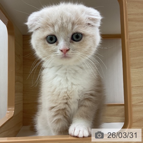 愛知県のスコティッシュフォールド (ペットプラス 岡崎店/2026年1月26日生まれ/女の子/クリームタビーホワイト)の子猫の3枚目の画像