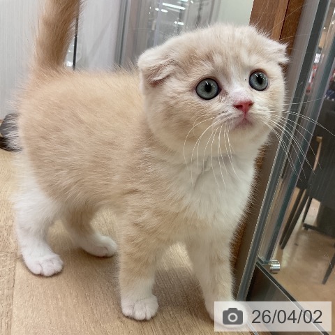 愛知県のスコティッシュフォールド (ペットプラス 岡崎店/2026年1月26日生まれ/女の子/クリームタビーホワイト)の子猫の3枚目の画像