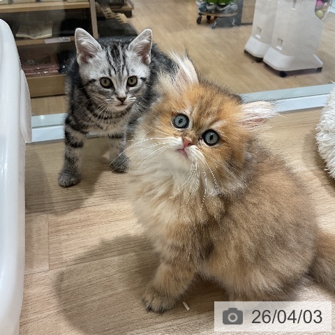 ペルシャの写真