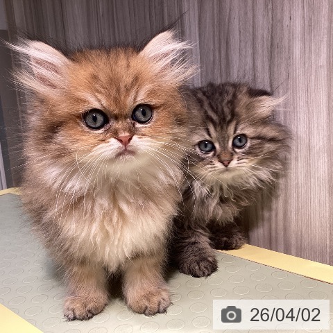 愛知県のペルシャ (ペットプラス ナゴヤドーム前店/2026年1月26日生まれ/男の子/チンチラゴールデン)の子猫の4枚目の画像